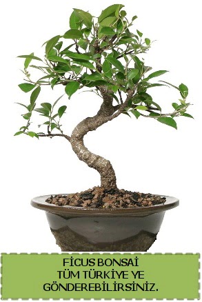 Ficus bonsai  Ankara Siteler Aliersoy iek gnder