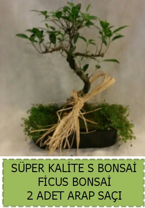 Ficus S Bonsai ve arap sa  Ankara Siteler amlk ieki telefonlar