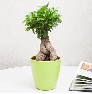 Ficus Ginseng Bonsai  Ankara Siteler Ulubey 14 ubat sevgililer gn iek 