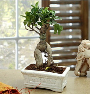 Marvellous Bonsai ginseng  Ankara Siteler Karaprek iek siparii sitesi 