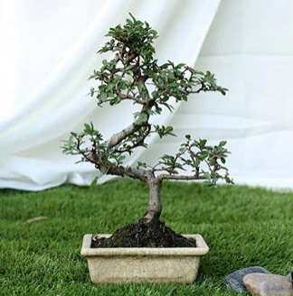 Fashionable Ulmus S Shape Bonsai thal  Haymana Yenimahalle Ankara iek siparii 