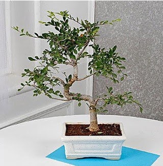 Unique Ulmus S Shaped Bonsai  Ankara Siteler Tatlar iek online iek siparii 