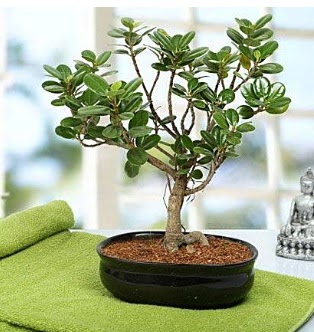 Lovely Ficus Iceland Bonsai  Ankara Siteler Ulubey anneler gn iek yolla 