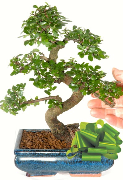 Yaklak 25 cm boyutlarnda S bonsai  Ankara Siteler Karaprek iek siparii sitesi 