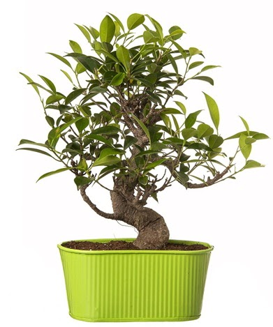 Ficus S gvdeli muhteem bonsai  Ankara Siteler Karaprek iek siparii sitesi 