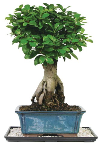 Bonsai Ginsing Grafted Ficus Bonsai  Ankara Siteler Aydnck iek yolla