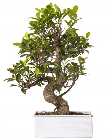 Exotic Green S Gvde 6 Year Ficus Bonsai  Ankara Siteler Aliersoy iek gnder