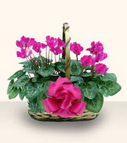 Siteler Ankara cicek , cicekci  Double Cyclamen sepette