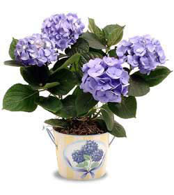  Ankara Siteler Ulubey anneler gn iek yolla  Hydrangea Plant ortanca