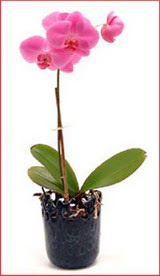  Ankara Karaprek mamak iek maazas , ieki adresleri  Phalaenopsis Orchid Plant