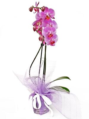  Ankara Siteler Ulubey anneler gn iek yolla  Kaliteli ithal saksida orkide