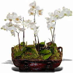  Ankara Siteler Feridun elik iek , ieki , iekilik  Sepet ierisinde saksi canli 3 adet orkide