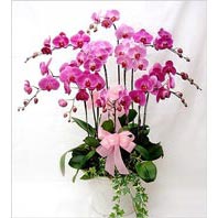  Ankara Siteler Karaprek cicekciler , cicek siparisi  3 adet saksi orkide  - ithal cins -