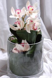  Ankara Siteler Karaprek dn iekleri Cam yada mika vazo ierisinde tek dal orkide