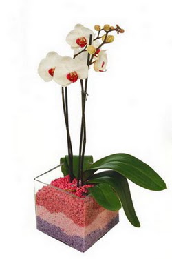  Ankara Siteler Yldztepe ieki adresleri telefonlar tek dal cam yada mika vazo ierisinde orkide