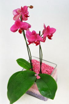  Ankara Siteler Gneevler ieki maazas  tek dal cam yada mika vazo ierisinde orkide
