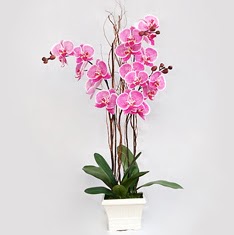  Ankara Siteler Karaprek cicekciler , cicek siparisi  2 adet orkide - 2 dal orkide