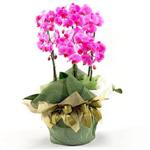  Ankara Siteler Glpnar iekiler 2 dal orkide , 2 kkl orkide - saksi iegidir