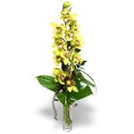  Ankara Siteler Glpnar iekiler cam vazo ierisinde tek dal canli orkide