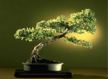 ithal bonsai saksi iegi  Ankara Siteler Gneevler ieki maazas 