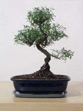 ithal bonsai saksi iegi  Ankara Siteler nder iek siparii