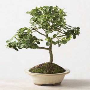 ithal bonsai saksi iegi  Ankara Siteler Tatlar iek online iek siparii 