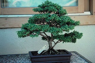 ithal bonsai saksi iegi  Ankara Siteler Ulubey 14 ubat sevgililer gn iek 