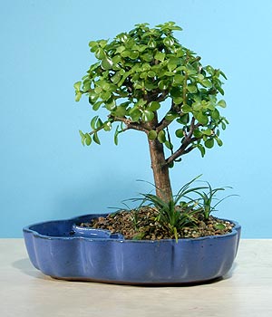 ithal bonsai saksi iegi  Ankara Siteler iekiler 