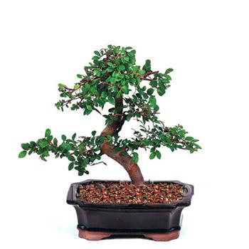 ithal bonsai saksi iegi  Ankara Siteler nder iek siparii