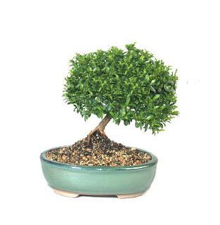 ithal bonsai saksi iegi  Ankara Siteler Karaprek cicekciler , cicek siparisi 