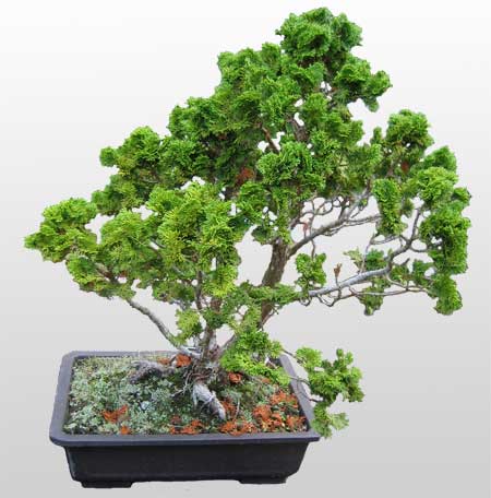 ithal bonsai saksi iegi  Ankara Siteler Glpnar iekiler