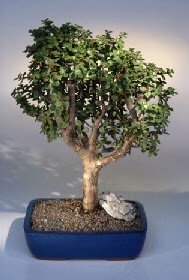  Siteler Bapnar Ankara iek gnderme ithal bonsai saksi iegi  Ankara Siteler iekiler 