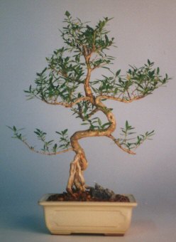  Ankara Siteler Doantepe iek sat  ithal bonsai saksi iegi  Ankara Siteler nder iek siparii