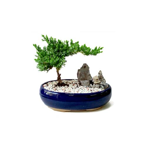 ithal bonsai saksi iegi  Siteler Bapnar Ankara iek gnderme