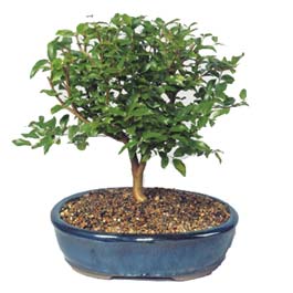  Ankara Siteler Gneevler ieki maazas  ithal bonsai saksi iegi  Ankara Siteler Karaprek online ieki , iek siparii 