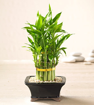 Lucky Bamboo saksi iegi  Ankara Siteler Karaprek iek sat 