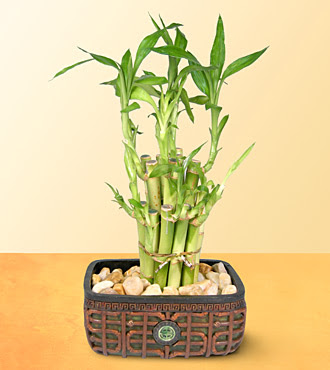 Lucky Bamboo  saksi iegi  Ankara Siteler Yukarpeenek online iek gnderme sipari 