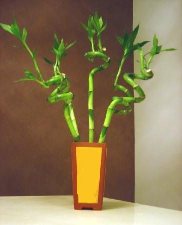 Lucky Bamboo 5 adet vazo ierisinde  Ankara Siteler Karaprek iek sat 