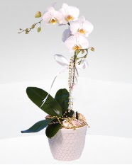 1 dall orkide saks iei  Ankara Siteler Karaprek online ieki , iek siparii 