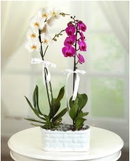 1 dal beyaz 1 dal mor yerli orkide saksda  Ankara Siteler nder iek servisi , ieki adresleri 