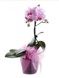 1 dal pembe orkide saks iei  Ankara Siteler Kavakl kaliteli taze ve ucuz iekler 