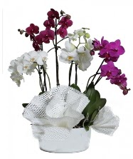 4 dal mor orkide 2 dal beyaz orkide  Ankara Siteler Ulubey anneler gn iek yolla 
