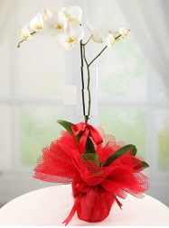 1 dal beyaz orkide saks iei  Haymana Yenimahalle Ankara iek siparii 