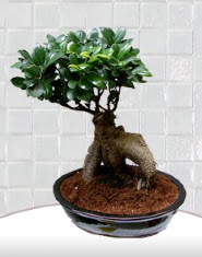 saks iei japon aac bonsai  Ankara Siteler Kavakl kaliteli taze ve ucuz iekler 