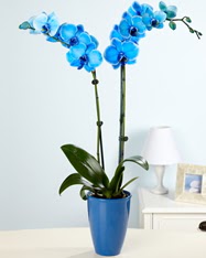 Esiz bir hediye 2 dall mavi orkide  Ankara Siteler Karaprek cicekciler , cicek siparisi 