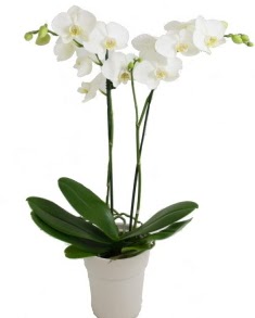 2 dall beyaz orkide  Ankara Siteler Yldztepe ieki adresleri telefonlar