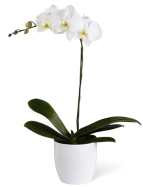 1 dall beyaz orkide  Ankara Siteler Ulubey 14 ubat sevgililer gn iek 