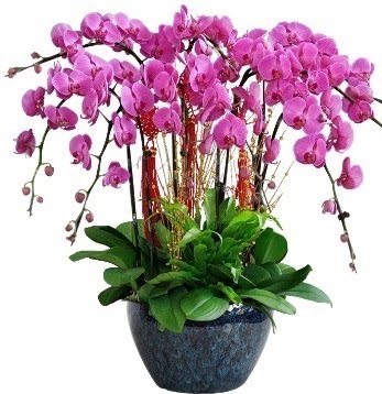 9 dall mor orkide  Ankara Siteler Ulubey 14 ubat sevgililer gn iek 