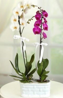 1 mor 1 dal beyaz thal orkide sepet ierisinde  Ankara Karaprek mamak iek maazas , ieki adresleri 
