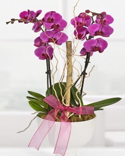 2 dall nmor orkide  Ankara Siteler Ulubey anneler gn iek yolla 